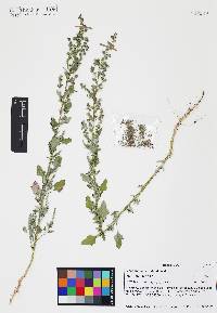 Chenopodium berlandieri image