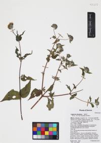 Lagascea decipiens image