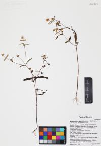Melampodium appendiculatum image