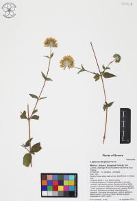 Lagascea decipiens image
