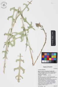 Lactuca serriola image