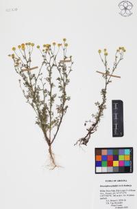 Oncosiphon pilulifer image