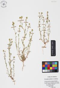 Oncosiphon pilulifer image