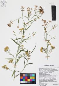 Gymnosperma glutinosum image