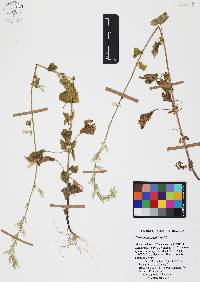 Carminatia tenuiflora image