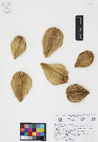 Gonolobus pectinatus image