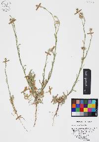 Centaurea melitensis image