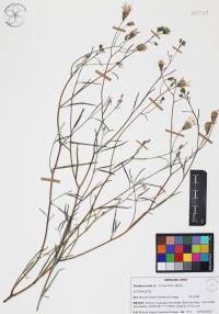 Palafoxia arida image