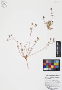 Malacothrix glabrata image