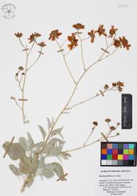 Encelia farinosa image