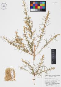 Ambrosia monogyra image