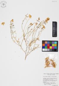 Psilostrophe cooperi image