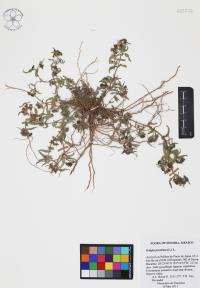 Eclipta prostrata image