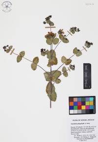 Guardiola platyphylla image