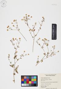 Perityle californica image