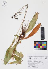 Hieracium fendleri image