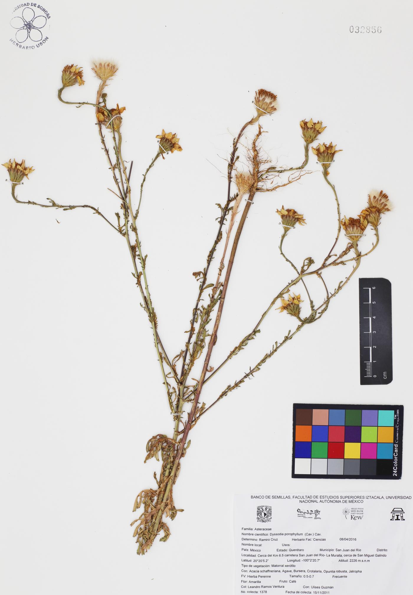 Adenophyllum porophyllum var. porophyllum image