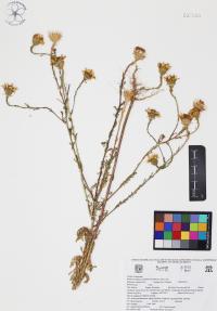 Adenophyllum porophyllum image