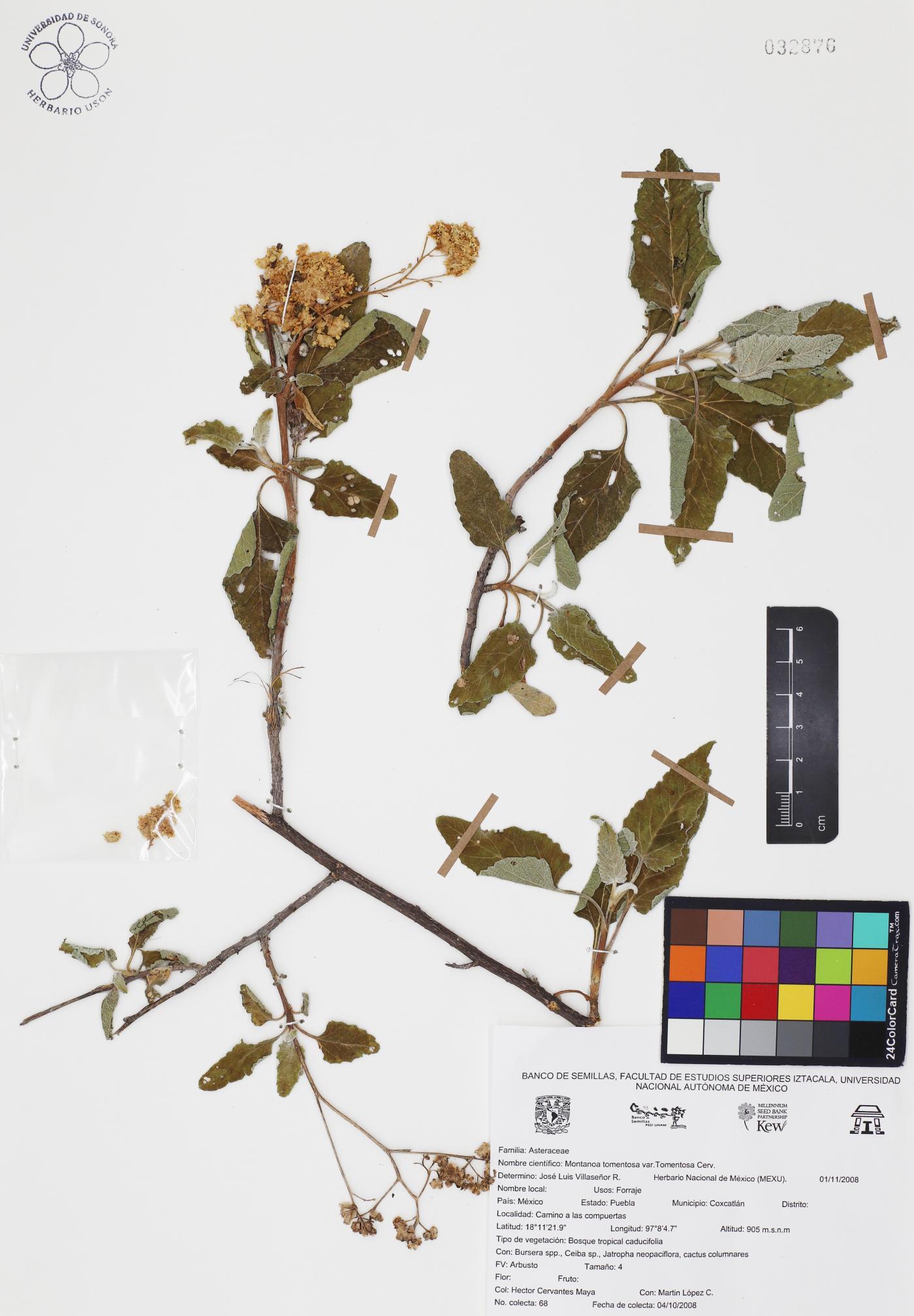 Montanoa tomentosa var. tomentosa image