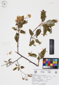 Montanoa tomentosa image
