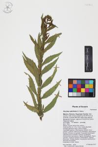 Pluchea salicifolia image