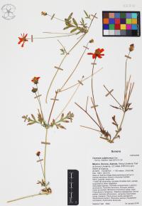 Cosmos sulphureus image