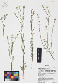 Erigeron arisolius image