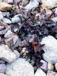 Aristolochia watsonii image