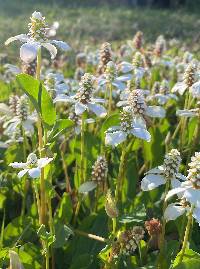 Anemopsis californica image