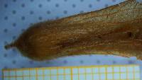 Ruprechtia fusca image