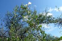 Ipomoea scopulorum image