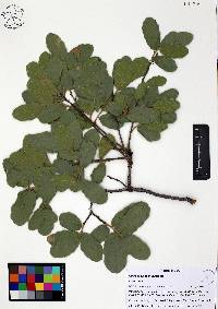 Quercus chihuahuensis image