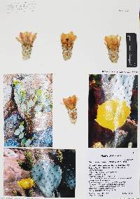 Opuntia santa-rita image