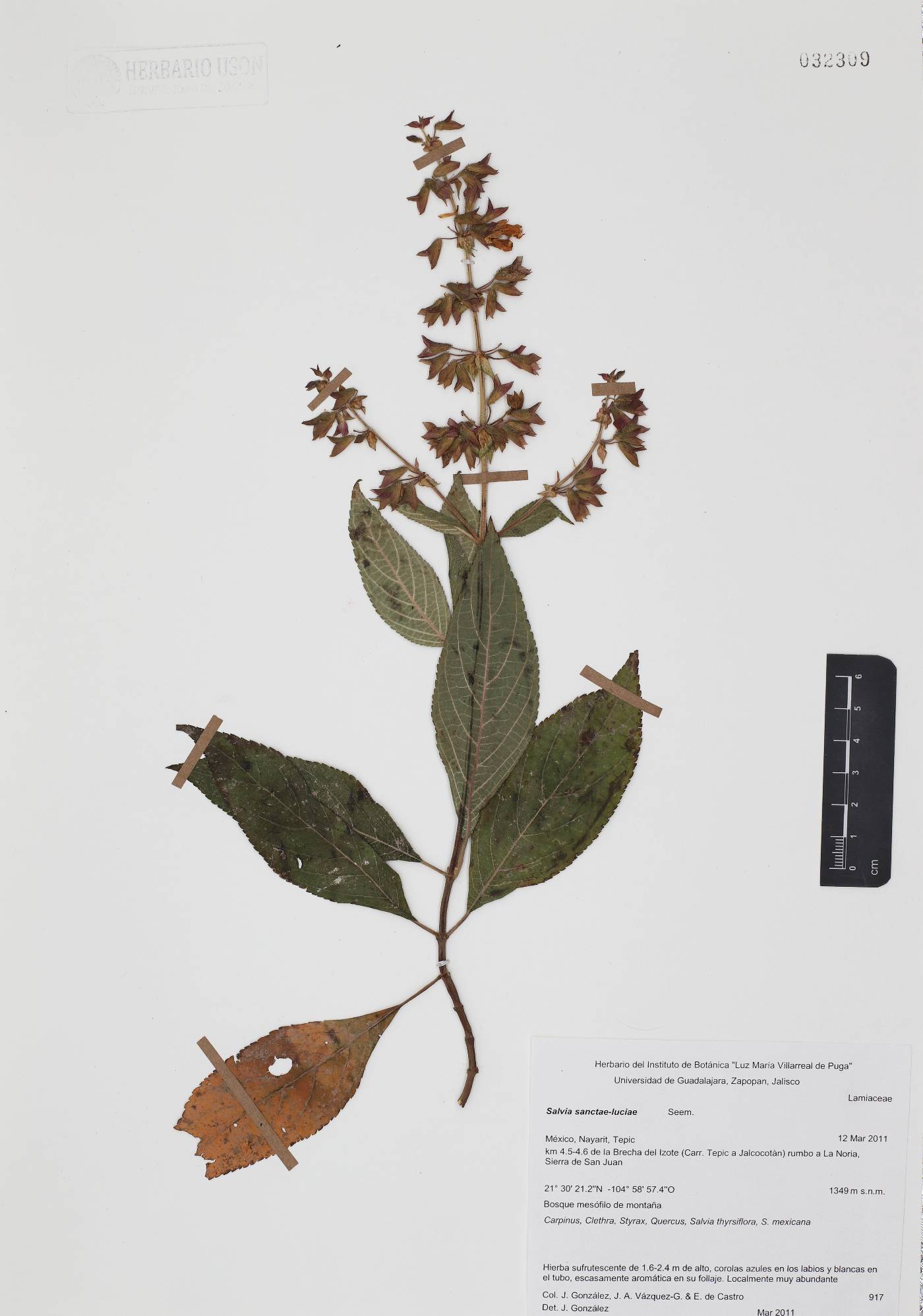 Salvia sanctae-luciae image