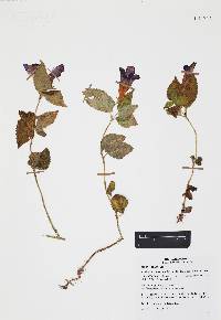 Achimenes mexicana image