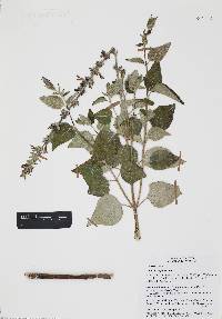 Salvia urolepis image