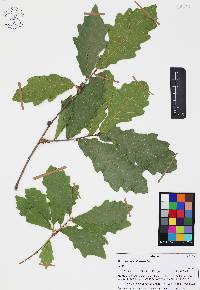 Quercus chihuahuensis image