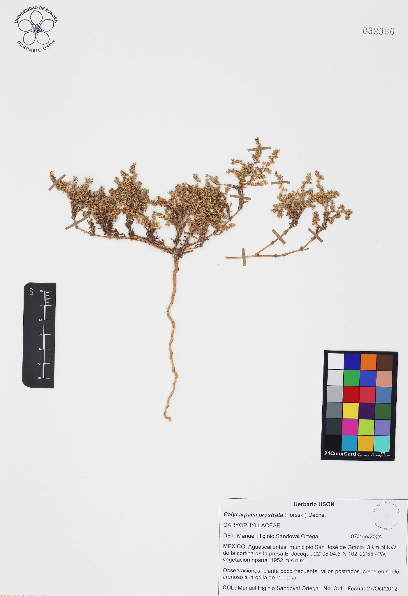Polycarpon prostratum image