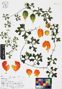 Ibervillea sonorae image