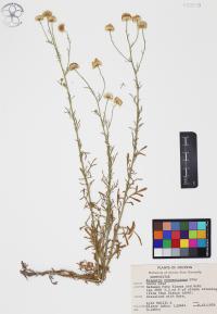 Erigeron neomexicanus image