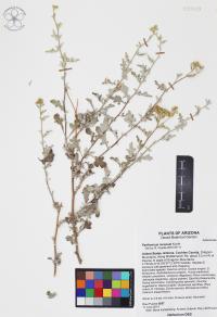 Parthenium incanum image
