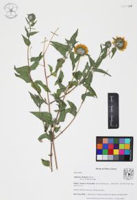 Lagascea decipiens image