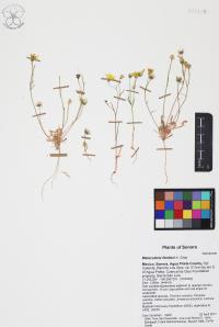 Malacothrix fendleri image
