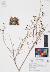 Flourensia cernua image