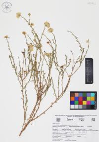 Xanthisma spinulosum image