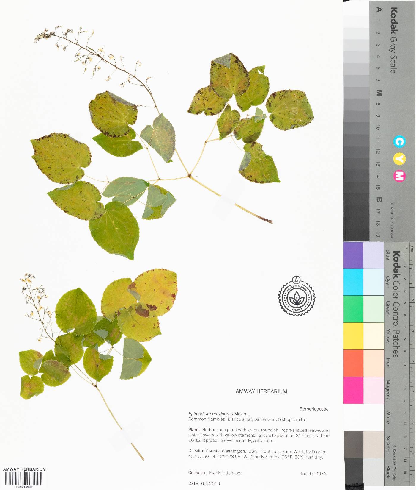 Epimedium brevicornu image