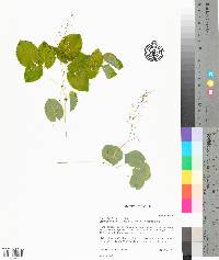 Epimedium brevicornu image