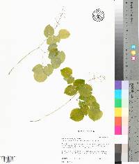 Epimedium brevicornu image