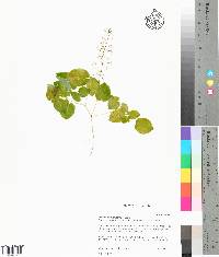 Epimedium brevicornu image