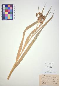 Scirpus pallidus image
